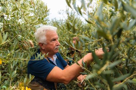 Izolski župan Milan Bogatič med obiranjem